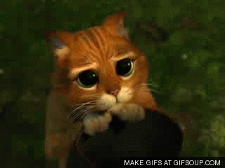 beggingpuss.gif