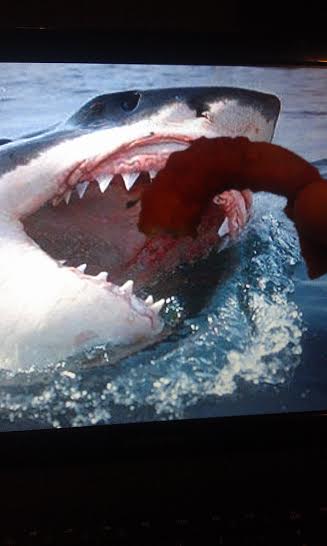 sharkslikeshrimp.jpg